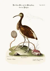 Der Kleine Ibis und die Tierpflanze oder Polyp, 1749-73